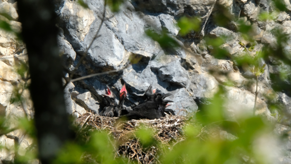 photo d'un nid de corneille avec les oisillons