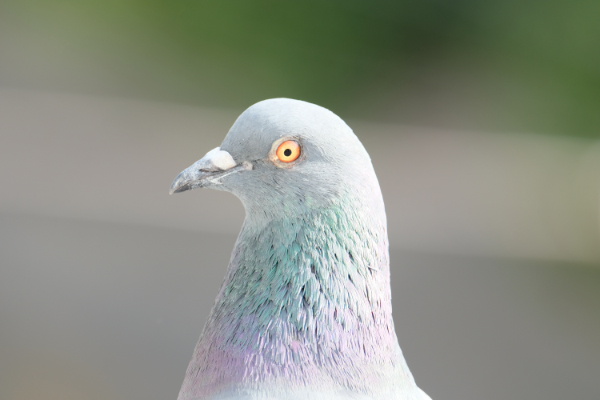 Photo d'un pigeon