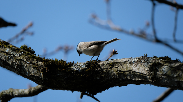 photo d'une mésange mesange nonnette