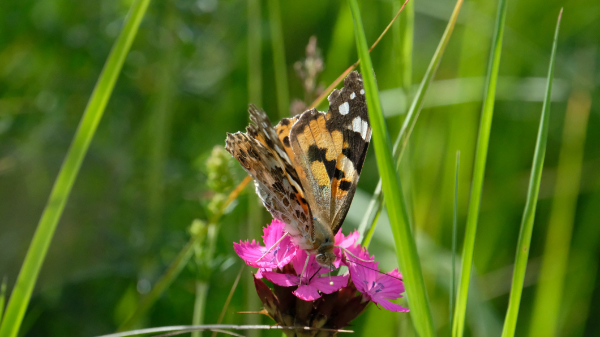 photo d'un papillon la belle dame